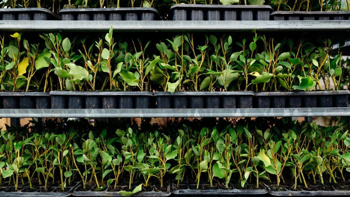 Vibrant green saplings growing in stacked plastic nursery trays ready for planting.