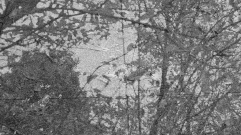 Black and white abstract image of tree shadows on pavement creating intricate patterns.