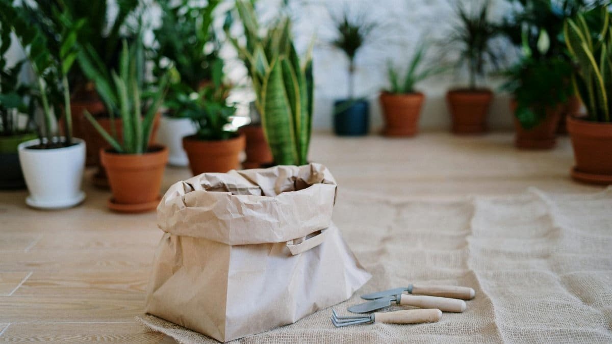 A setup for indoor gardening featuring tools and various potted plants on wooden flooring.