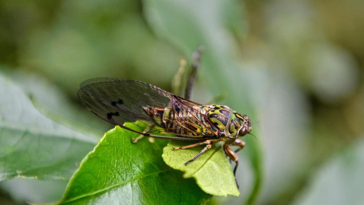 Detailed macro shot of a cicada perched on a fresh green leaf, showcasing its intricate patterns and vibrant colors.