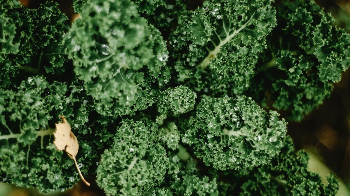 Healthy organic kale leaves with water droplets, showcasing fresh and vibrant green colors.