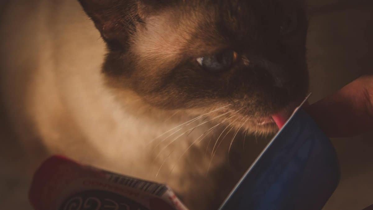 Close-up of a Siamese cat licking food from a pouch indoors. Perfect for pet and animal themes.
