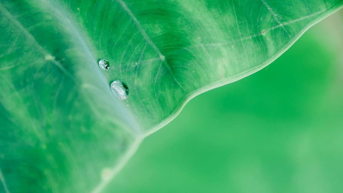 Close-up macro shot of dew drops on a vivid green leaf, capturing freshness and nature's beauty.