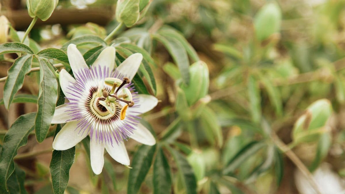 Detailed view of a vibrant passionflower blooming against a lush green backdrop outdoors.