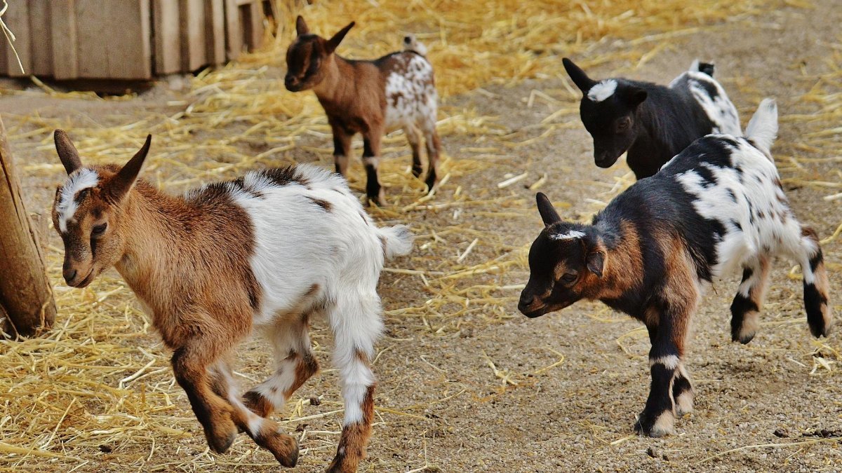Cute young goats running and playing on a sunny farm day. Perfect for farm life themes.
