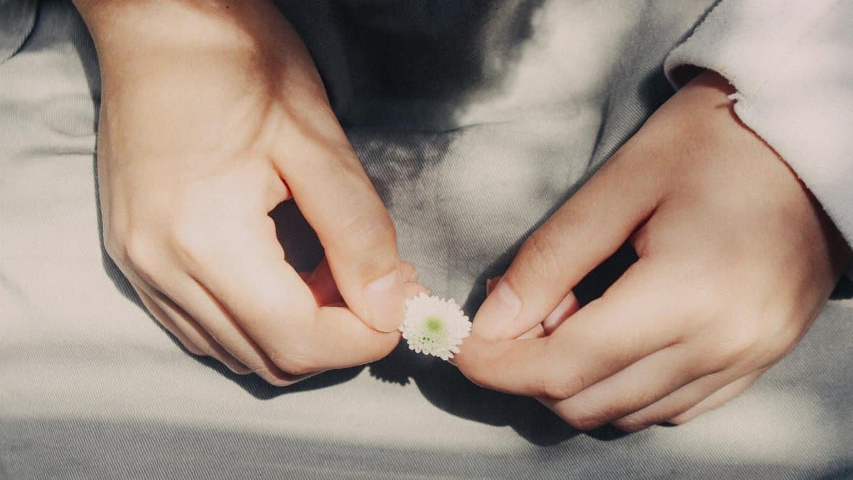 Close-up of hands holding a small white flower, bathed in soft sunlight and shadows.