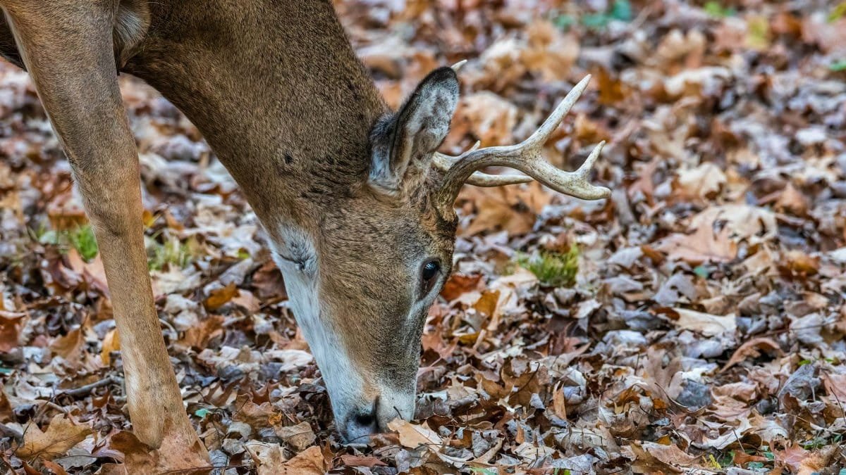 Close-up of a whitetail deer with antlers foraging among dry autumn leaves in a forest.