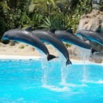 Four dolphins leaping in sync during a sunny day aquarium show.