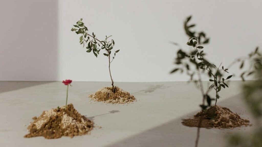 Three young seedlings planted on dirt mounds under natural light, showcasing growth and nature themes.