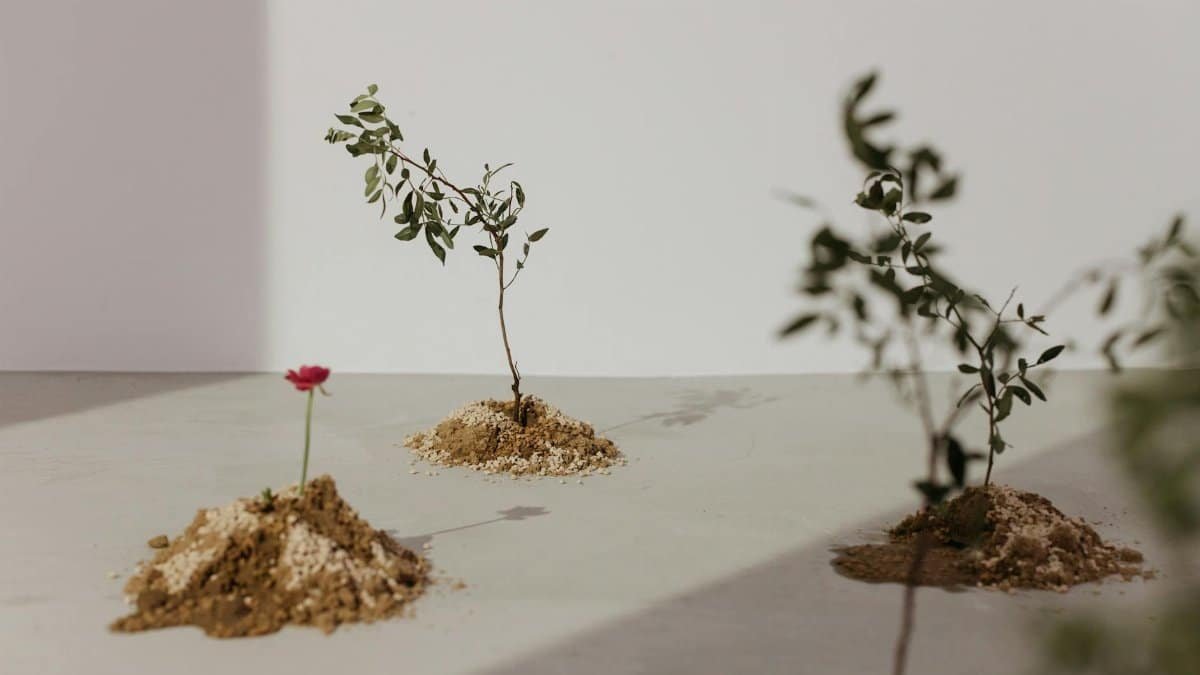 Three young seedlings planted on dirt mounds under natural light, showcasing growth and nature themes.
