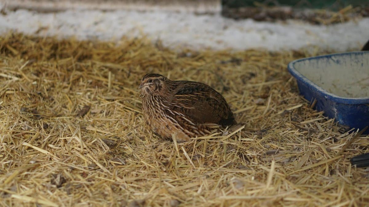 Free stock photo of bird, brown bird, quail