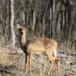A white-tailed deer stands alert in a sunlit woodland, captured in Mendon, New York.