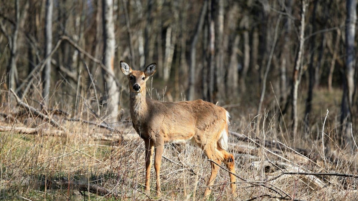 A white-tailed deer stands alert in a sunlit woodland, captured in Mendon, New York.