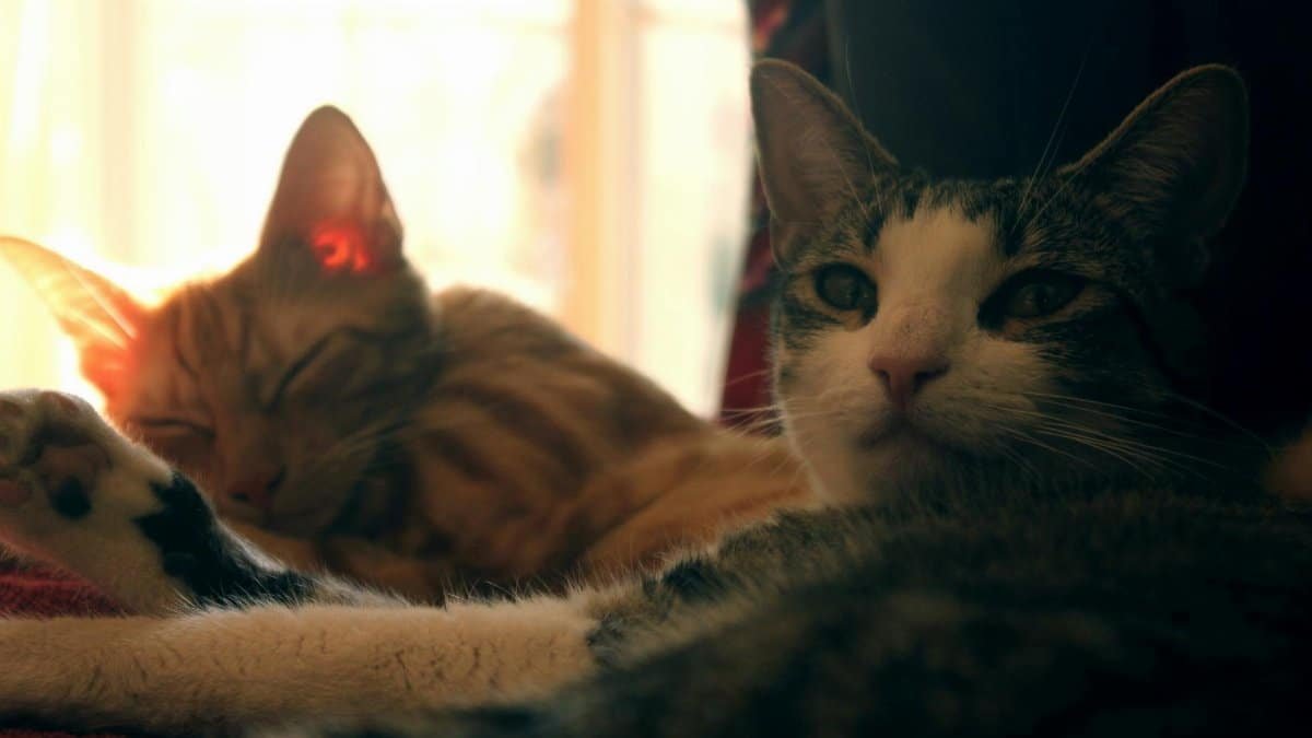 Two domestic cats relaxing by a sunny window, showcasing serene feline companionship.