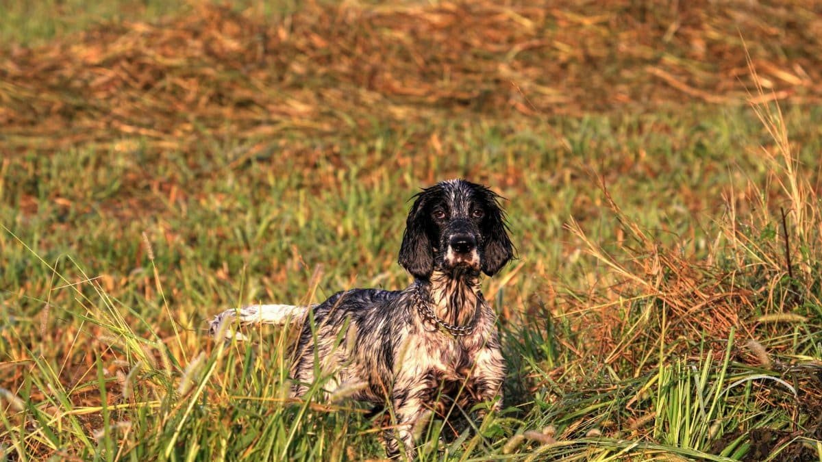 Wet Spaniel dog standing in grassy field on a sunny day, highlighting the dog's playful and adventurous nature.