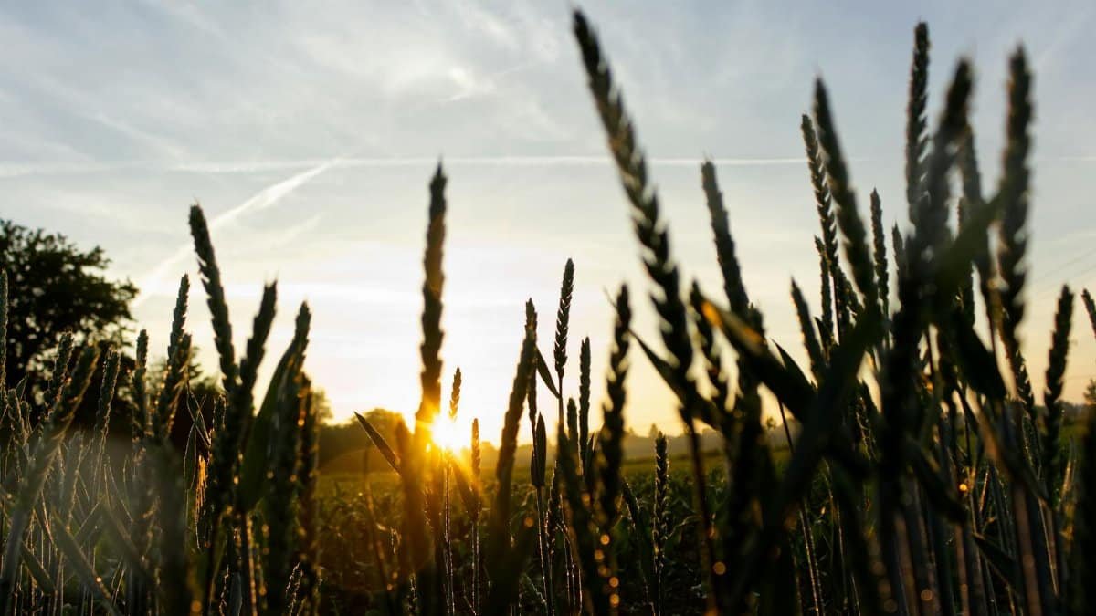 Early morning view of a wheat field with a golden sunrise in the background, featuring vibrant colors and natural growth.