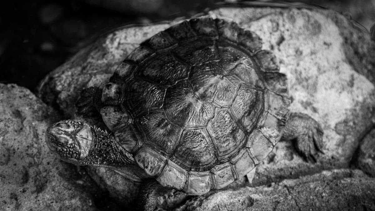Black and white close-up of a tortoise resting on rocky terrain, showing intricate shell details.