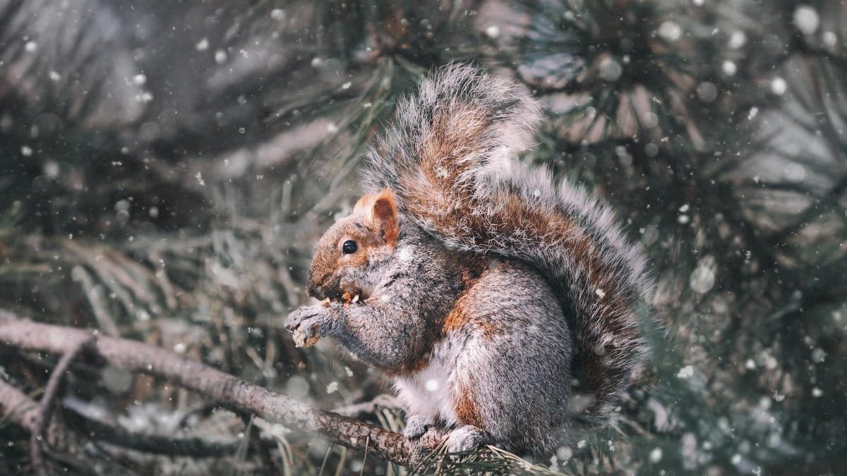 Adorable squirrel eating while perched on a snow-covered tree branch in winter.