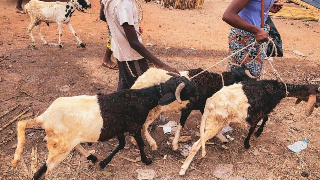 Two people guiding horned goats with ropes. Rural outdoor scene.