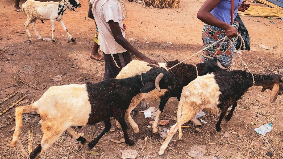 Two people guiding horned goats with ropes. Rural outdoor scene.