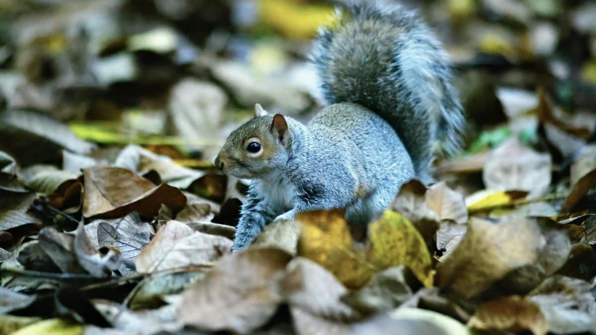 Free stock photo of squirrel