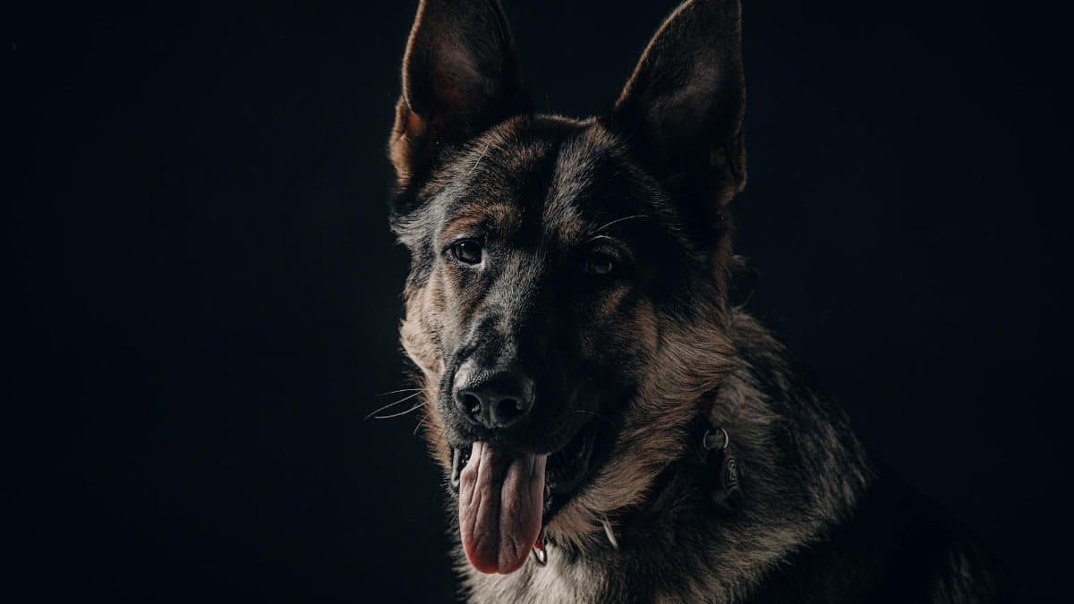 Adorable German Shepherd dog portrait with tongue out on black background.