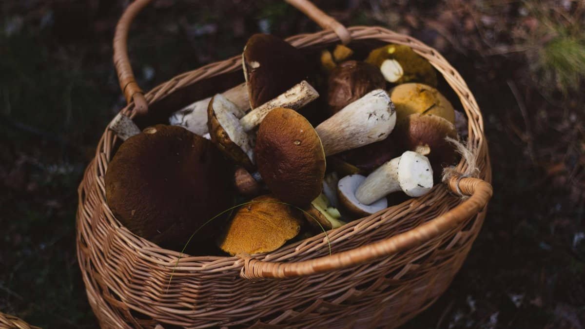 Bountiful basket filled with wild mushrooms collected from nature.