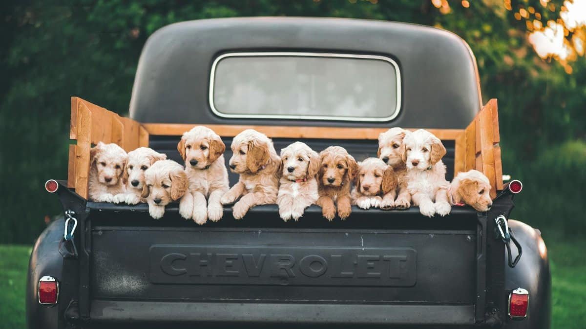 Charming puppies sitting in a vintage Chevrolet truck under a warm, sunset sky.