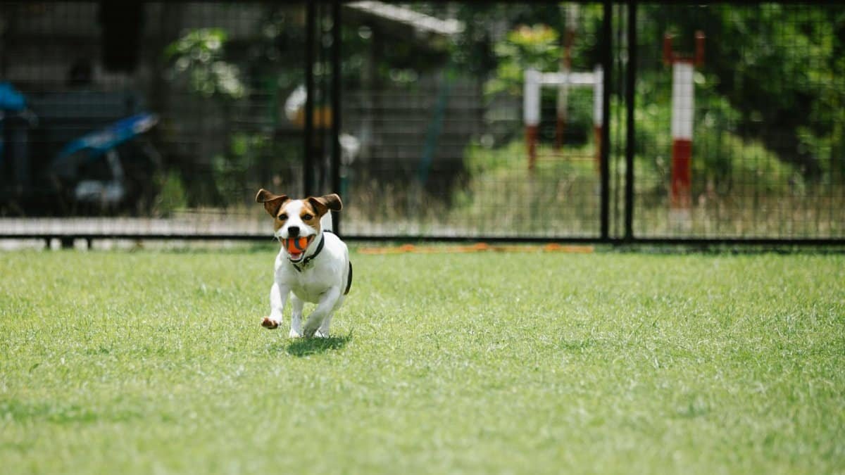 A playful Jack Russell Terrier running on grass with a ball outdoors.