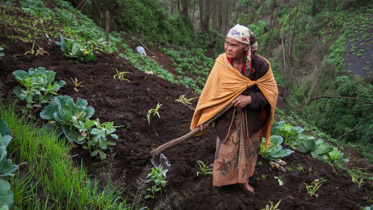An elderly woman farming on a terraced hillside, cultivating crops in a rural setting.