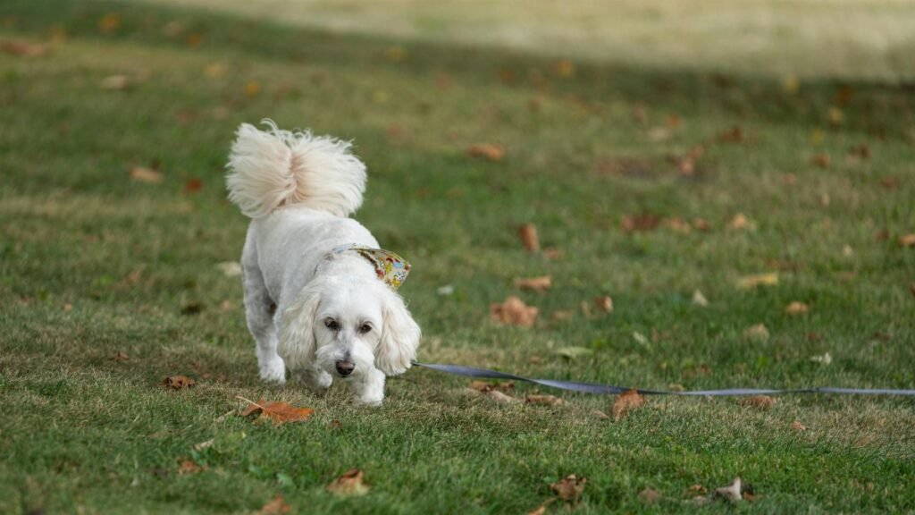 White poodle mix dog on a leash, walking on a grassy lawn in Canonsburg, Pennsylvania, during autumn.