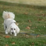 White poodle mix dog on a leash, walking on a grassy lawn in Canonsburg, Pennsylvania, during autumn.