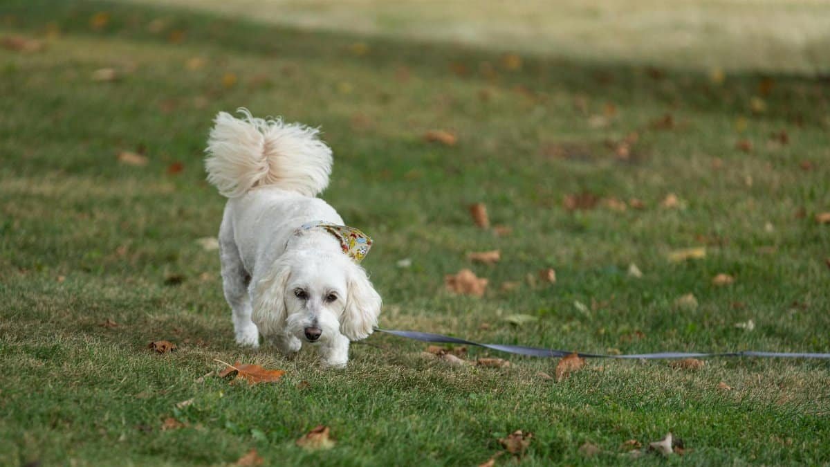 White poodle mix dog on a leash, walking on a grassy lawn in Canonsburg, Pennsylvania, during autumn.