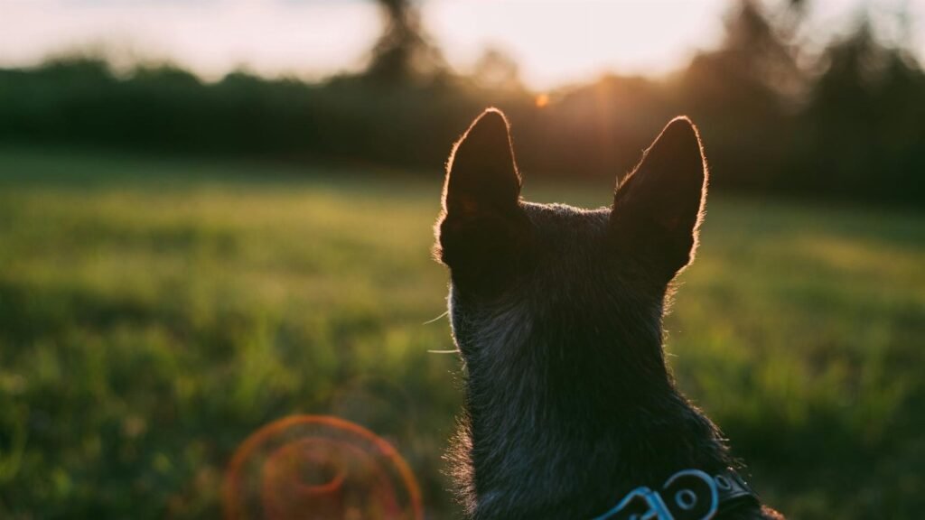 A dog's back view with ears up, gazing at a sunset over a grassy field.