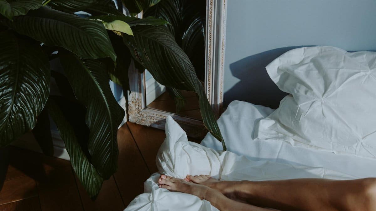 Cozy bedroom setting with white linens and lush green plant creating a peaceful atmosphere.