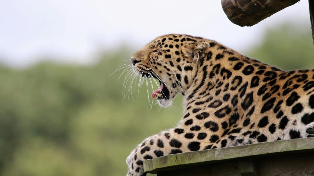 Close-up of a yawning leopard resting outdoors, showcasing its distinct spotted fur.