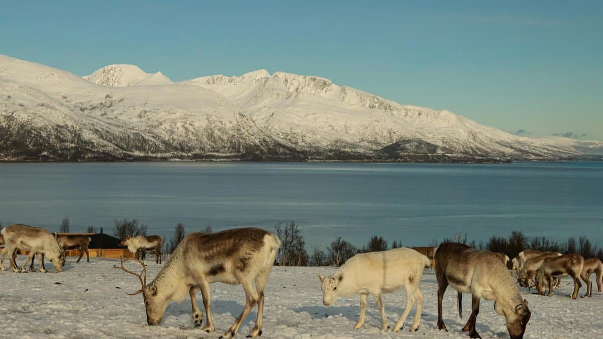 Free stock photo of 2025, 4k nature, antarctic wildlife