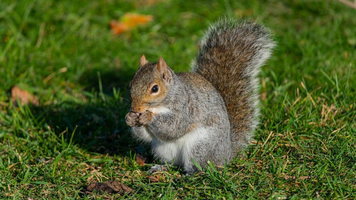 Close-up of a grey squirrel eating on grassy ground in Canonsburg, Pennsylvania.