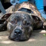 A brindle dog lying on the ground, showing a relaxed expression outdoors.