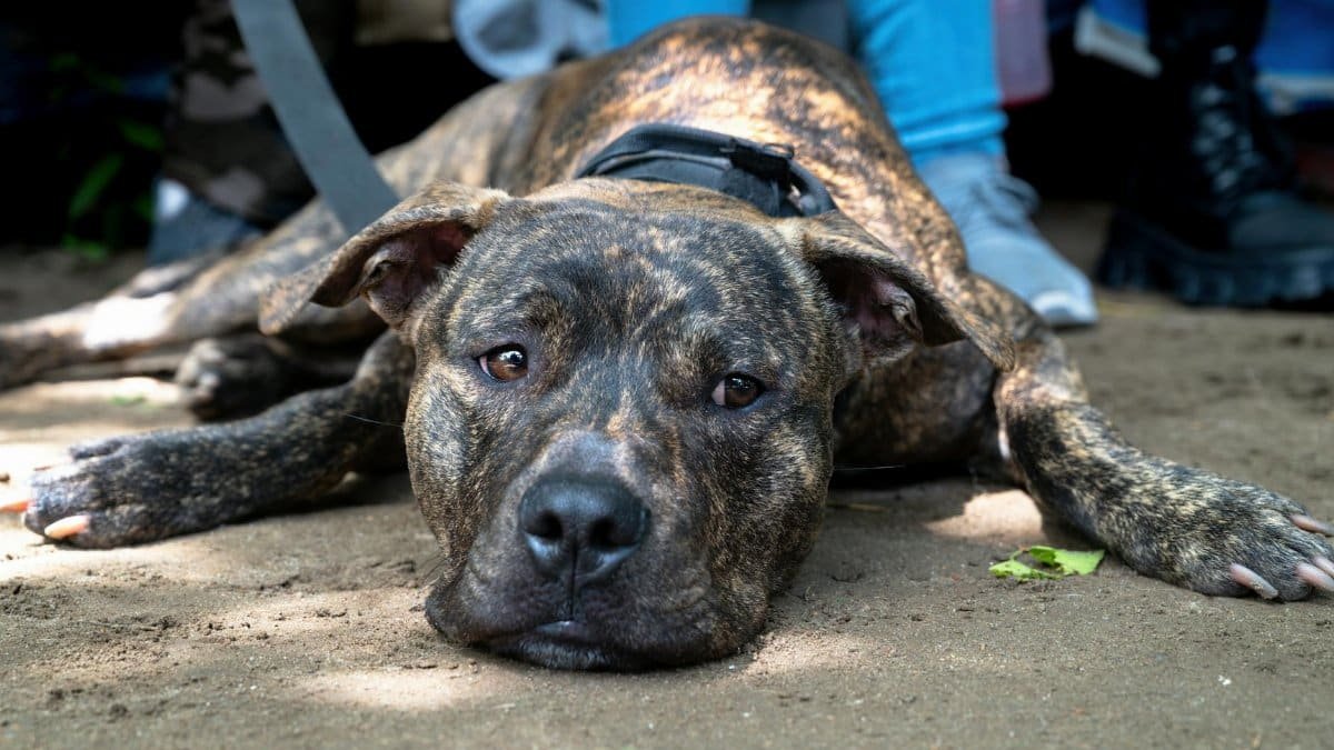 A brindle dog lying on the ground, showing a relaxed expression outdoors.