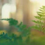 Close-up of lush green ferns basking in soft sunlight within a serene forest setting.