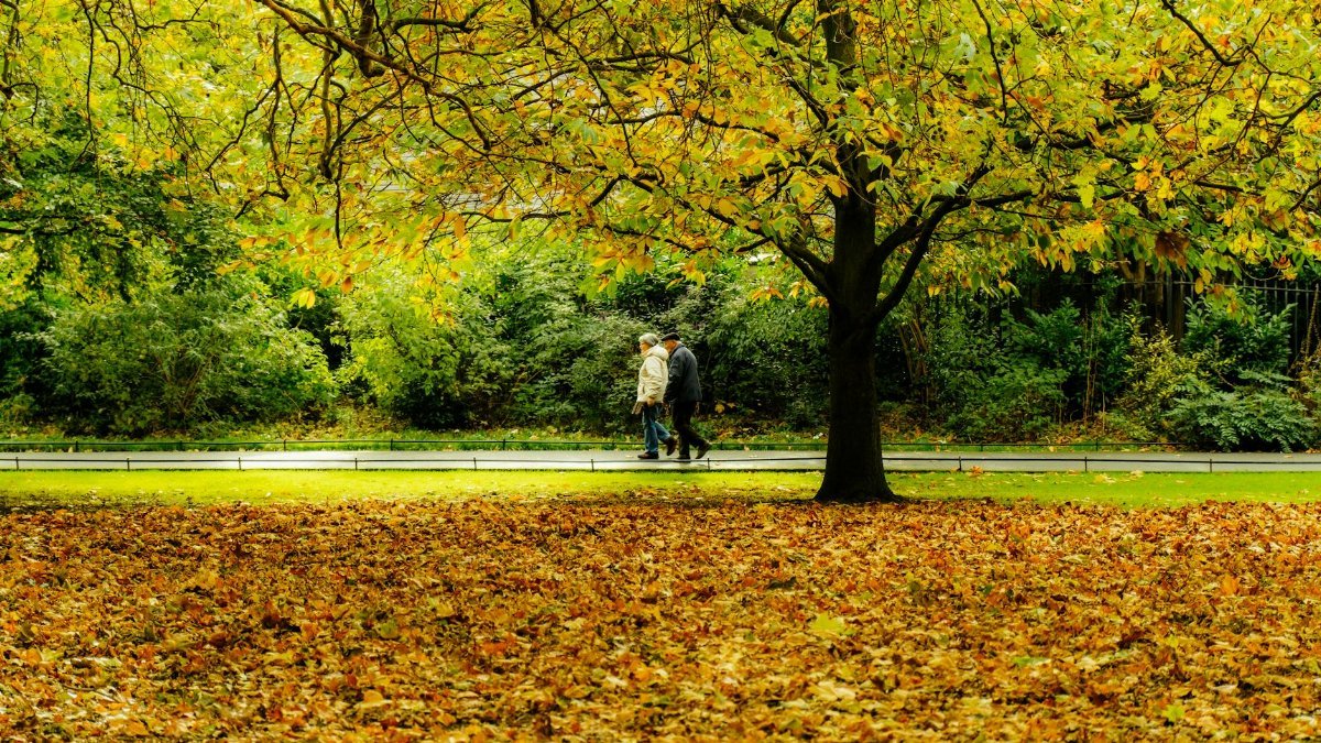 A senior couple walks through a leafy Dublin park during autumn, surrounded by vivid fall colors.