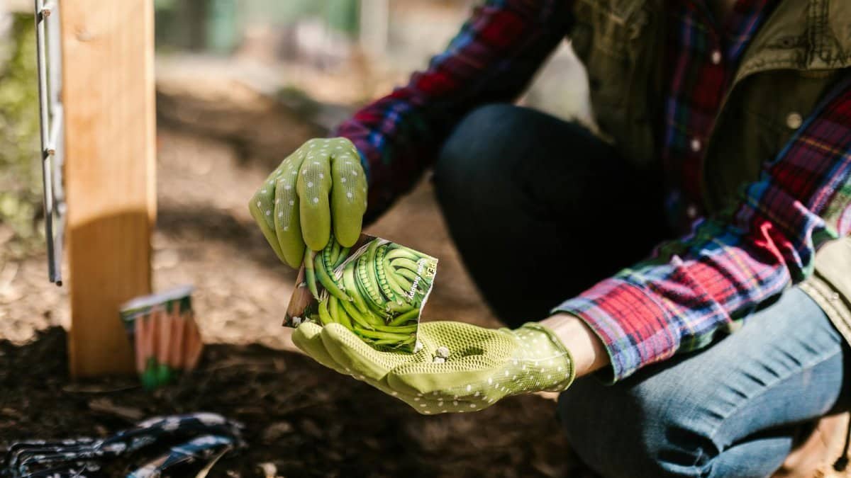 Woman wearing gloves planting seeds from a packet in a garden. Perfect for gardening and lifestyle themes.