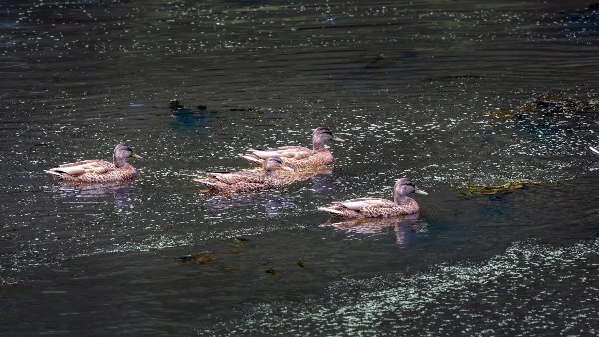 Four wood ducks gliding gracefully across a serene Massachusetts pond.