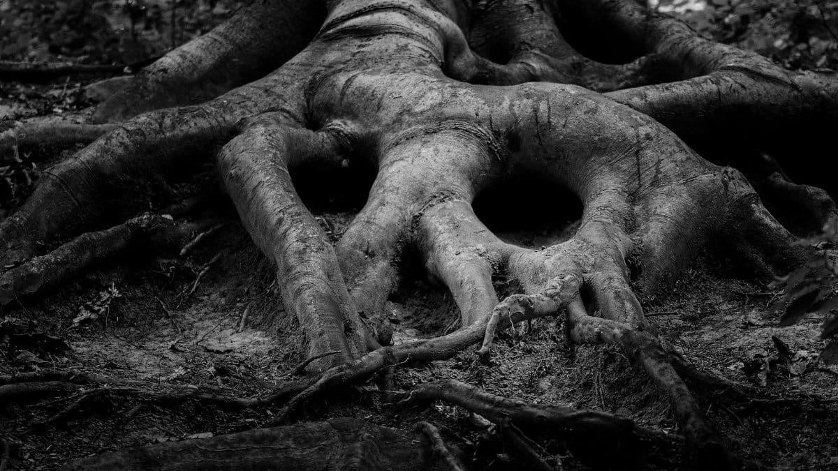 Black and white photograph of intricate tree roots in a forest setting.