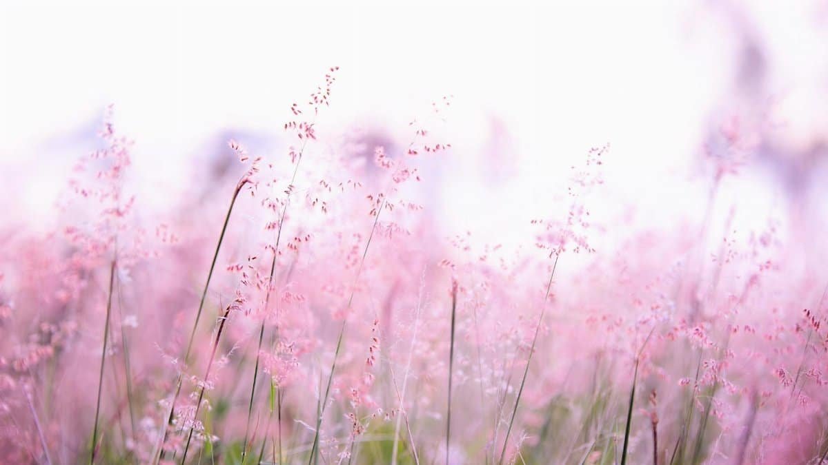 Delicate pink wildflowers softly swaying in a sunlit field, creating a tranquil and dreamy atmosphere.