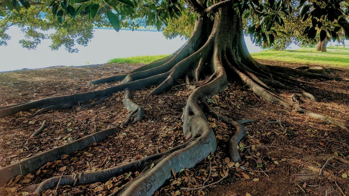 Explore the striking roots of a big fig tree in Albert Park, Australia. Nature's intricate beauty captured.