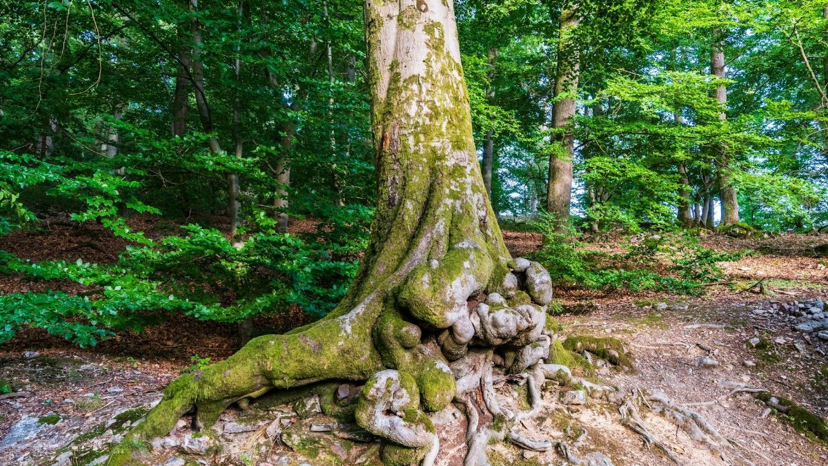 Massive tree trunk with gnarled roots in verdant forest setting, showcasing nature's beauty.