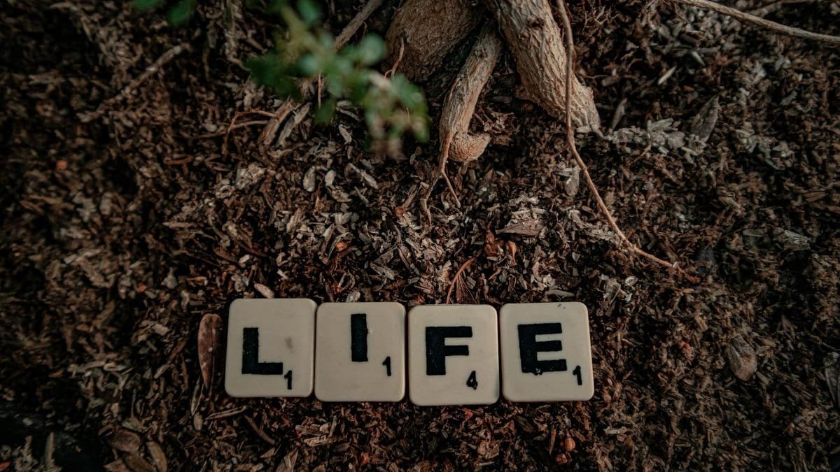 Scrabble tiles spelling 'life' placed on soil with tree roots visible, symbolizing growth and nature.
