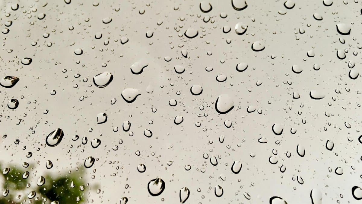 Close-up of raindrops on glass with a blurred tree in the background, creating a serene natural pattern.